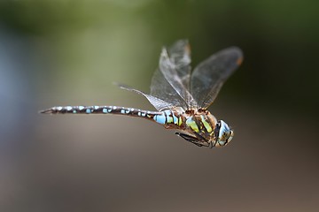 Image showing Dragonfly in flight