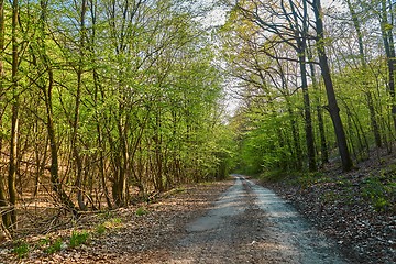 Image showing Forest walking route