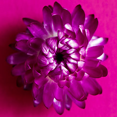 Image showing A flower head of everlasting flower (strawflower). Top view 