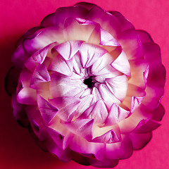 Image showing A flower head of everlasting flower (strawflower). Top view 