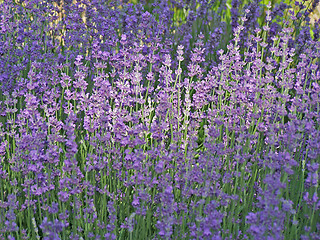 Image showing Lavender in June