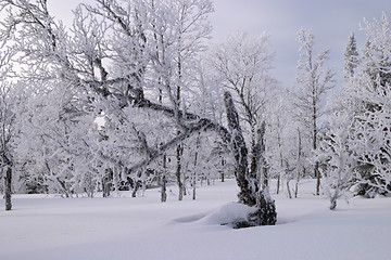 Image showing Cold winter day, wood with trees frozen and white for ice and snow, Vålådalen, north Sweden