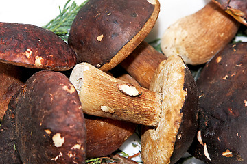 Image showing Dark boletus mushrooms