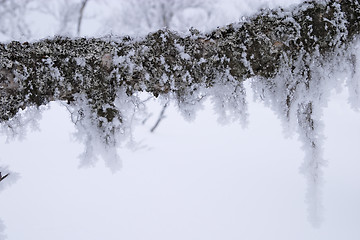 Image showing Cold winter day, tree branch frozen and white for ice and snow soft and delicate crystals, Vålådalen, north Sweden