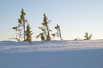 Image showing The delicate colour of sunset light on snow, late winter afternoon in Lapland, Vålådalen, north Sweden