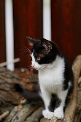 Image showing Black and wihte cat