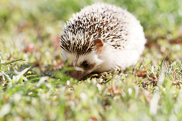 Image showing  African white- bellied hedgehog 