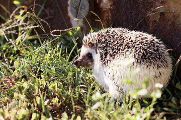 Image showing  African white- bellied hedgehog 