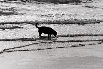 Image showing Playing dog on the beach