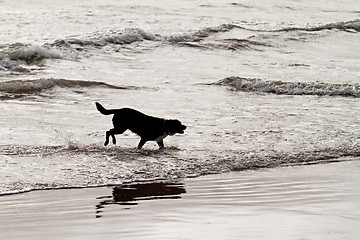 Image showing Playing dog on the beach