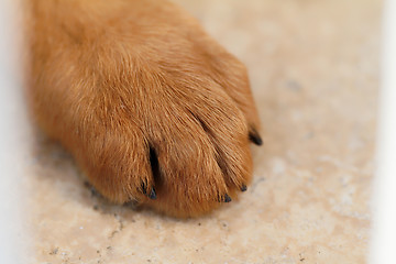 Image showing German shepherd dog detail