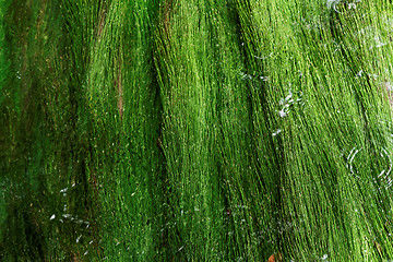 Image showing Algae in a mountain stream