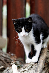Image showing Black and wihte cat