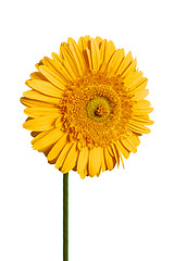 Image showing yellow gerbera