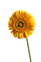 Image showing yellow gerbera