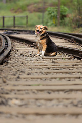 Image showing Lonley stray dog sittingon the railroad tracks.