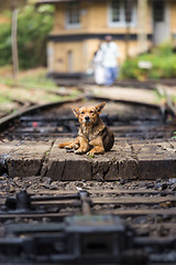 Image showing Lonley stray dog lying the railroad tracks.