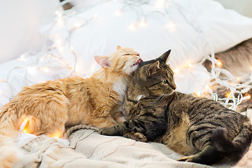 Image showing two cats lying in bed with garland at home