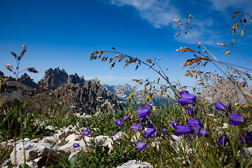 Image showing Abstract background of Alpine flowers.