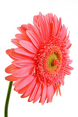 Image showing gerbera