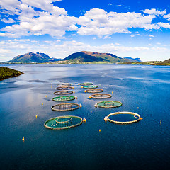 Image showing Farm salmon fishing Aerial FPV drone photography.