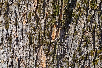 Image showing Tree Trunk Closeup