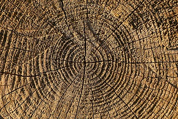 Image showing Tree trunk texture