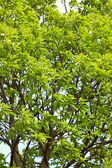 Image showing Spring Green Leaves