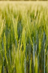 Image showing Wheat field closeup