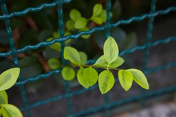 Image showing Green Leaves Growing