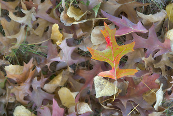 Image showing autumn leaf