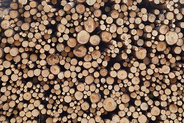 Image showing Log wood pile