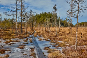 Image showing Swamps in Finland