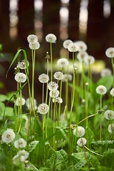 Image showing Dandelions on a meadow