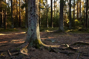 Image showing Forest of Pines