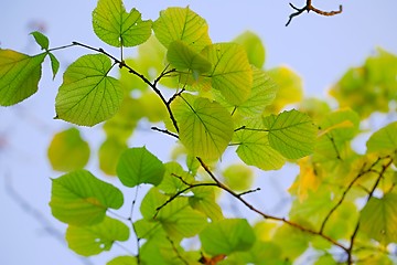 Image showing Fresh Spring Leaves