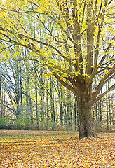 Image showing autumn tree