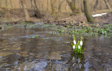 Image showing Snowdrops reflection in the water