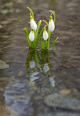 Image showing Snowdrops reflection in the water