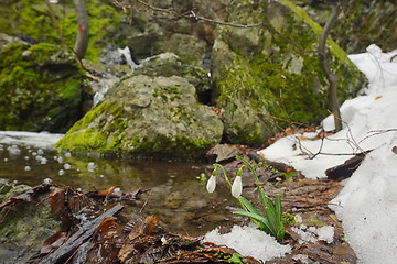 Image showing Snowdrops in forest