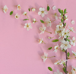 Image showing Spring flowers on pink background