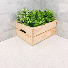 Image showing Green plant in a wooden box in the kitchen corner