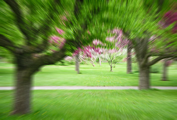 Image showing Image of a spring park with a motion blur effect