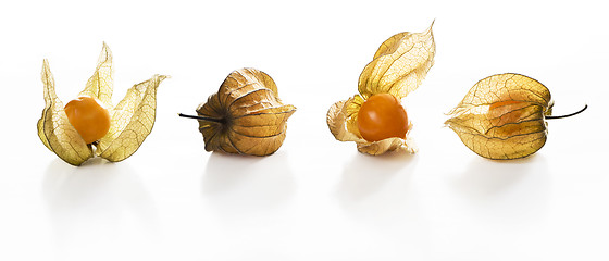Image showing Physalis, fruits with papery husk