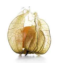 Image showing Physalis, fruit with papery husk