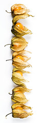 Image showing Physalis, fruits with papery husk