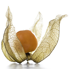 Image showing Physalis, fruit with papery husk