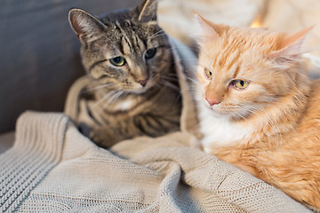 Image showing two cats lying with blanket at home