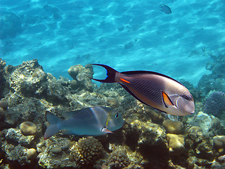 Image showing Sohal surgeonfish