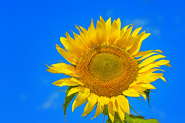 Image showing Closeup of flower sunflower